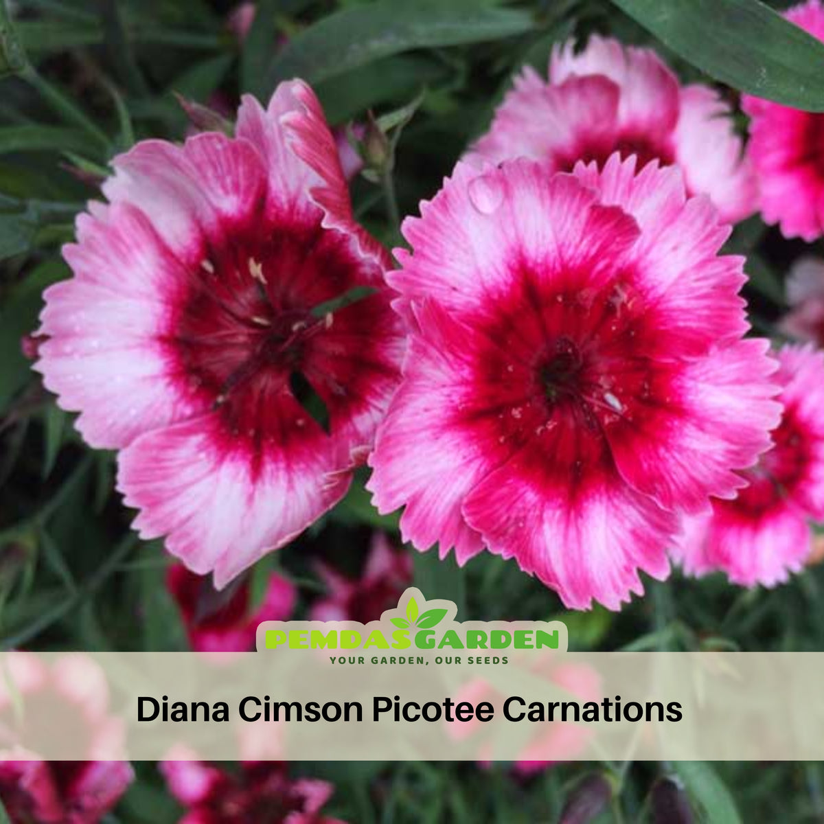 Diana Cimson Picotee Carnations Seeds - Dianthus Seeds, 30 seeds