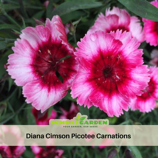 Diana Cimson Picotee Carnations Seeds - Dianthus Seeds, 30 seeds