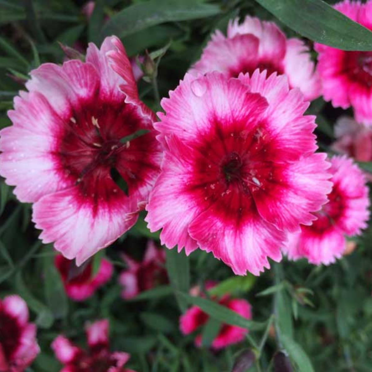 Diana Cimson Picotee Carnations Seeds - Dianthus Seeds, 30 seeds