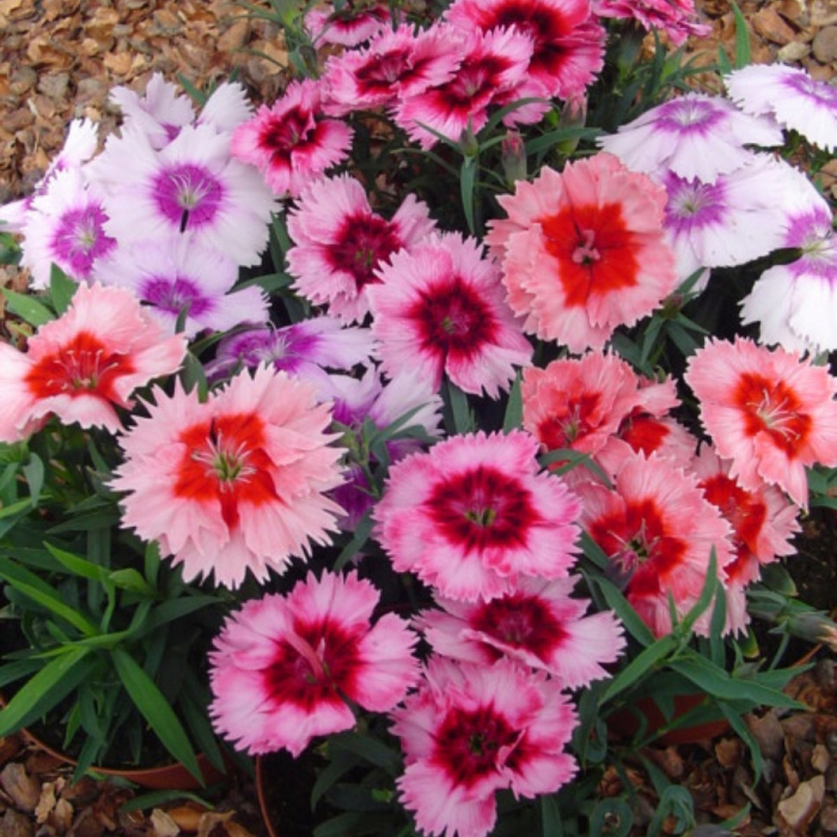 Diana Cimson Picotee Carnations Seeds - Dianthus Seeds, 30 seeds