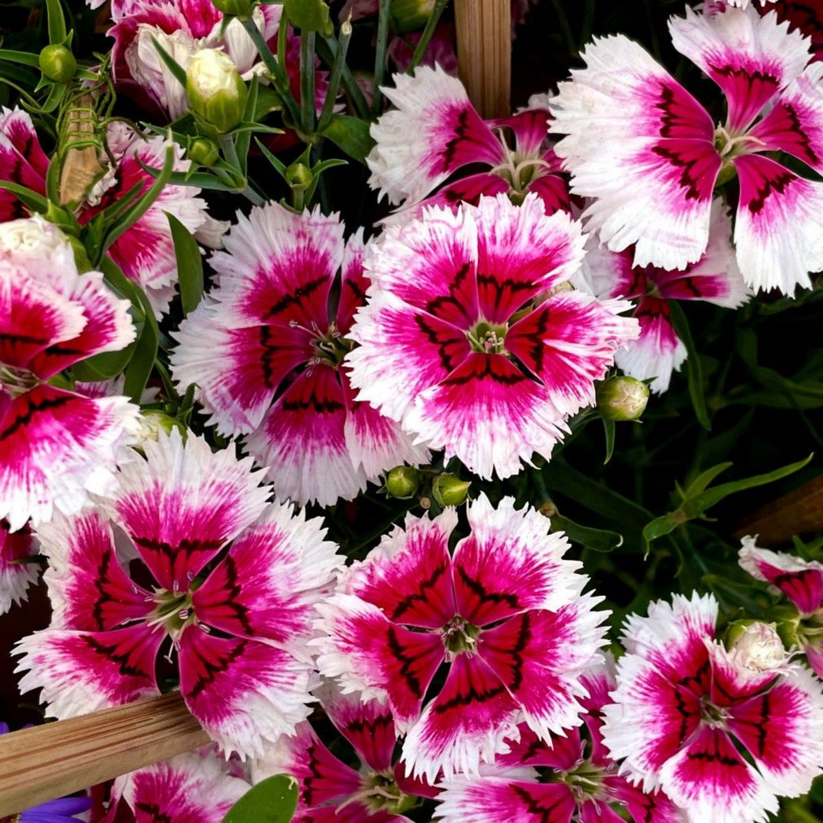 Diana Cimson Picotee Carnations Seeds - Dianthus Seeds, 30 seeds