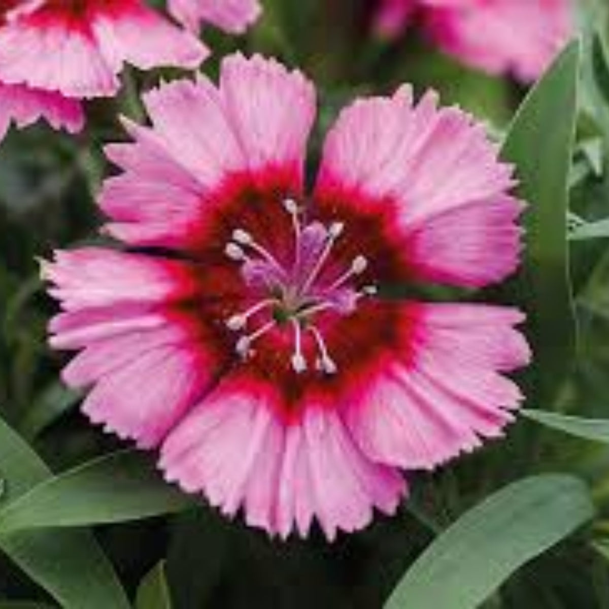 Diana Cimson Picotee Carnations Seeds - Dianthus Seeds, 30 seeds