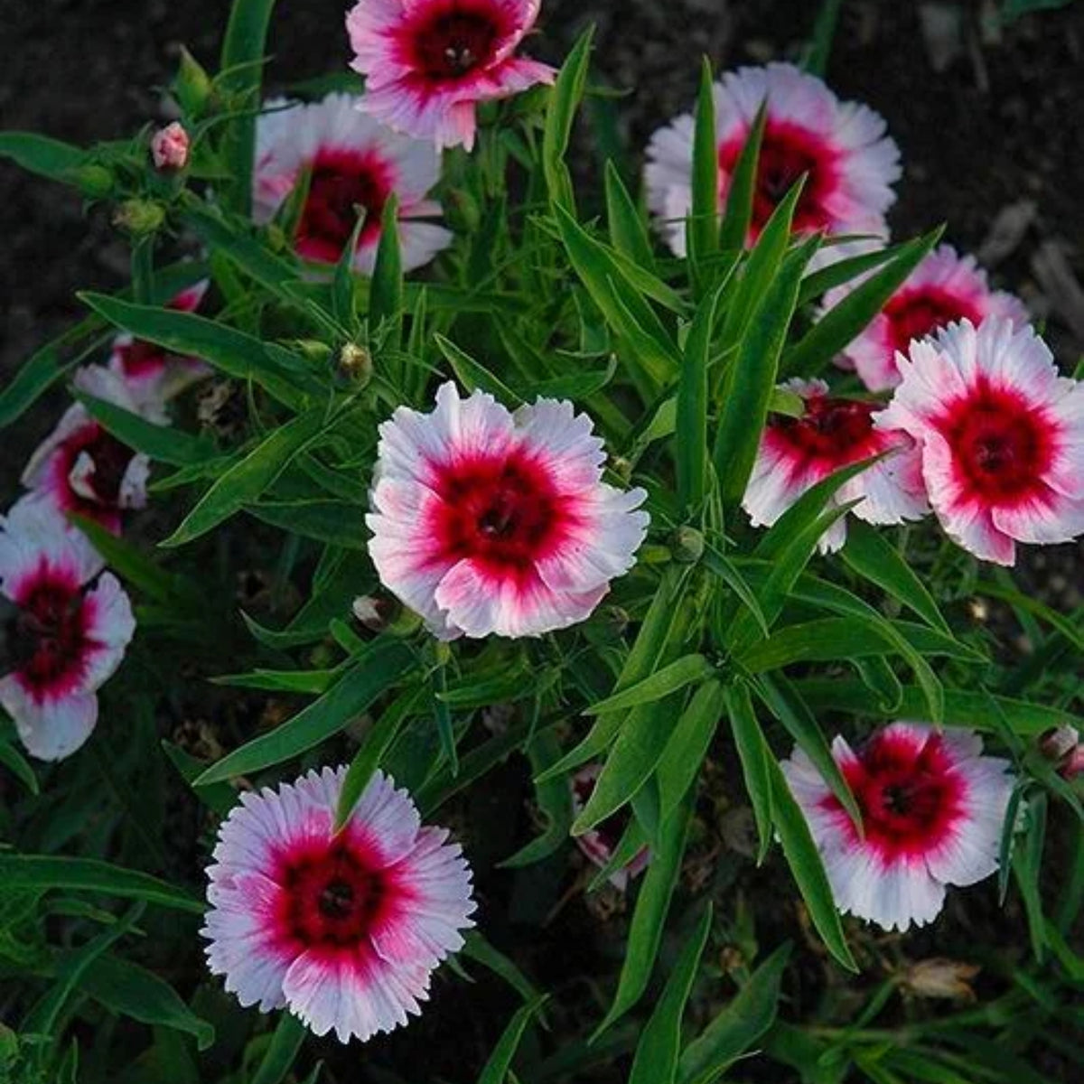 Diana Cimson Picotee Carnations Seeds - Dianthus Seeds, 30 seeds