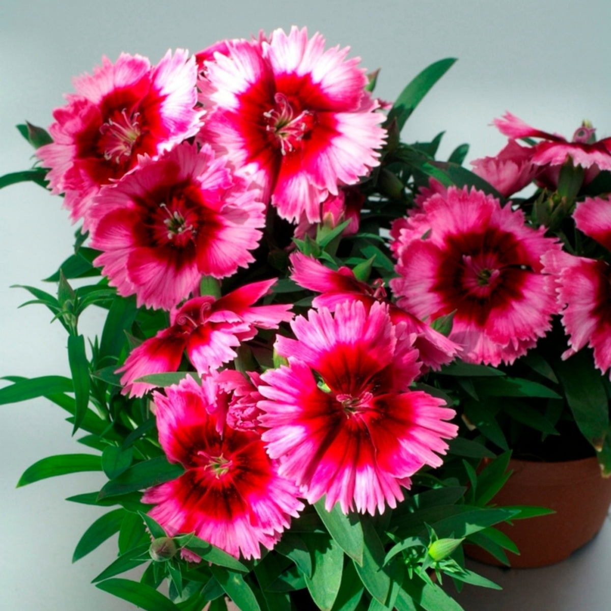 Diana Cimson Picotee Carnations Seeds - Dianthus Seeds, 30 seeds
