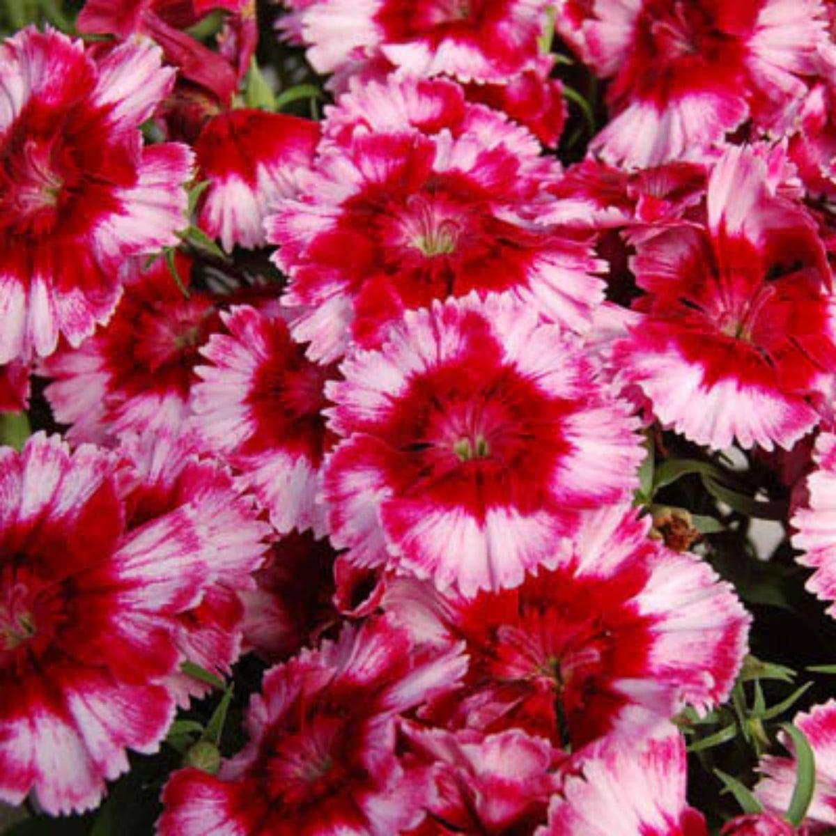 Diana Cimson Picotee Carnations Seeds - Dianthus Seeds, 30 seeds