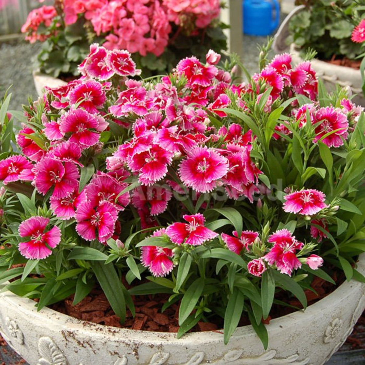 Diana Cimson Picotee Carnations Seeds - Dianthus Seeds, 30 seeds