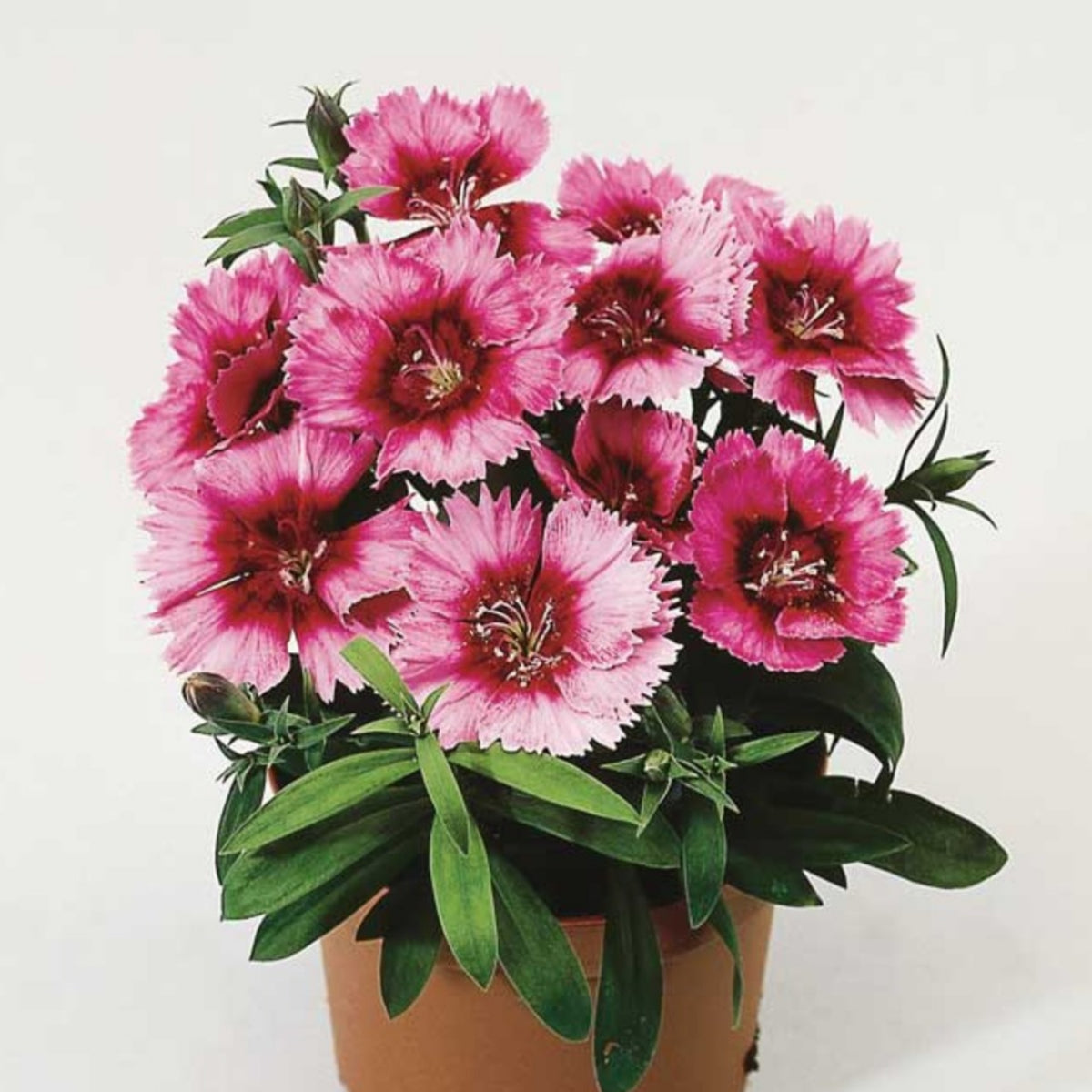 Diana Cimson Picotee Carnations Seeds - Dianthus Seeds, 30 seeds