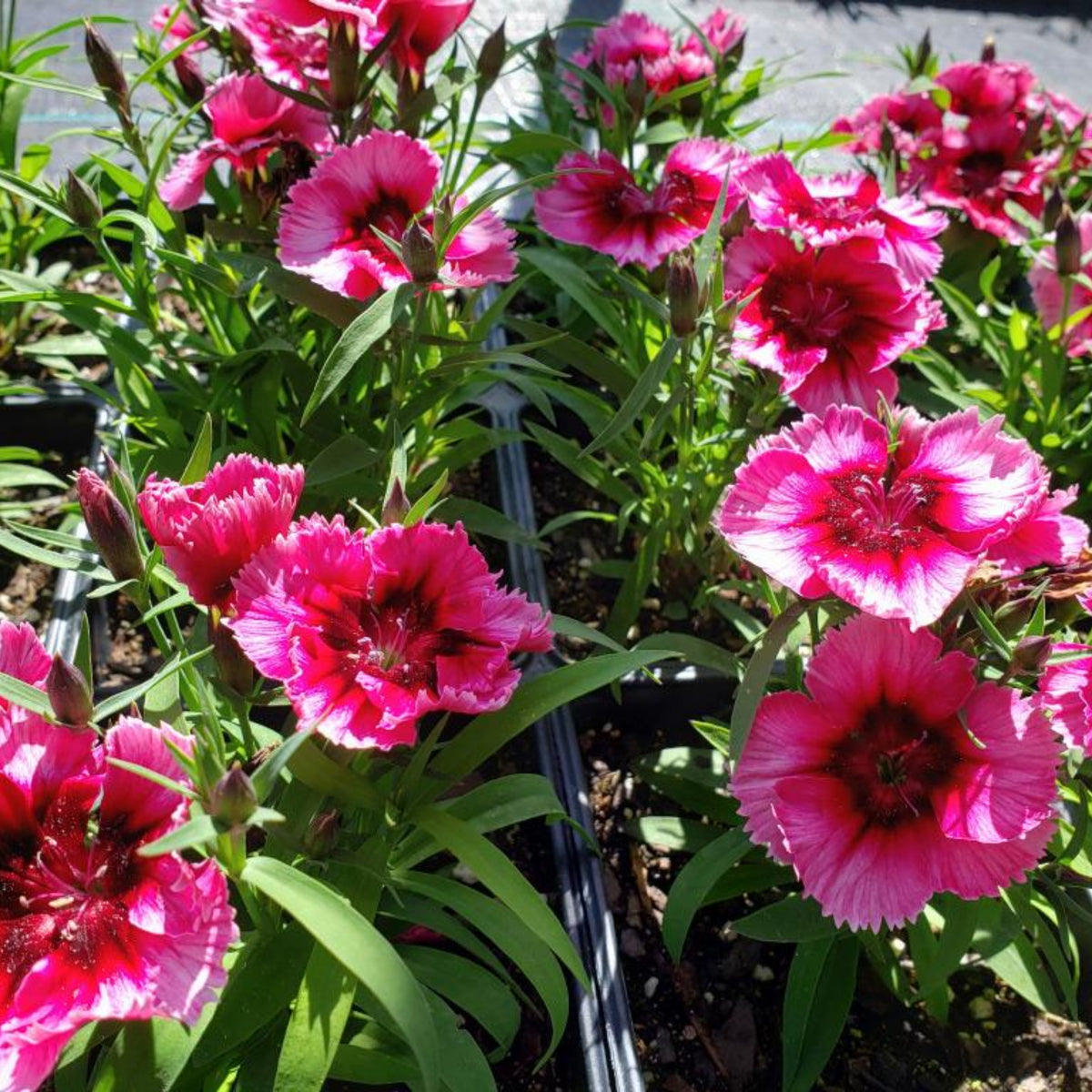 Diana Cimson Picotee Carnations Seeds - Dianthus Seeds, 30 seeds
