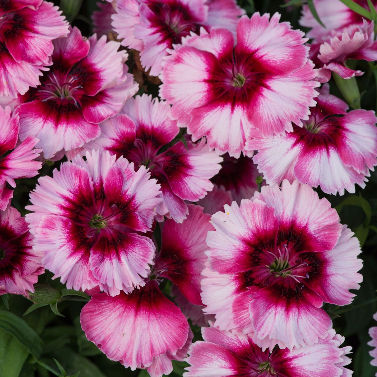 Diana Cimson Picotee Carnations Seeds - Dianthus Seeds, 30 seeds