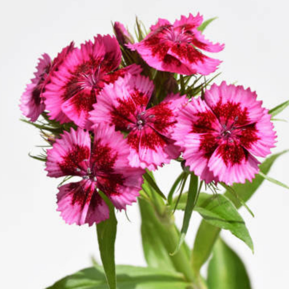 Diana Cimson Picotee Carnations Seeds - Dianthus Seeds, 30 seeds