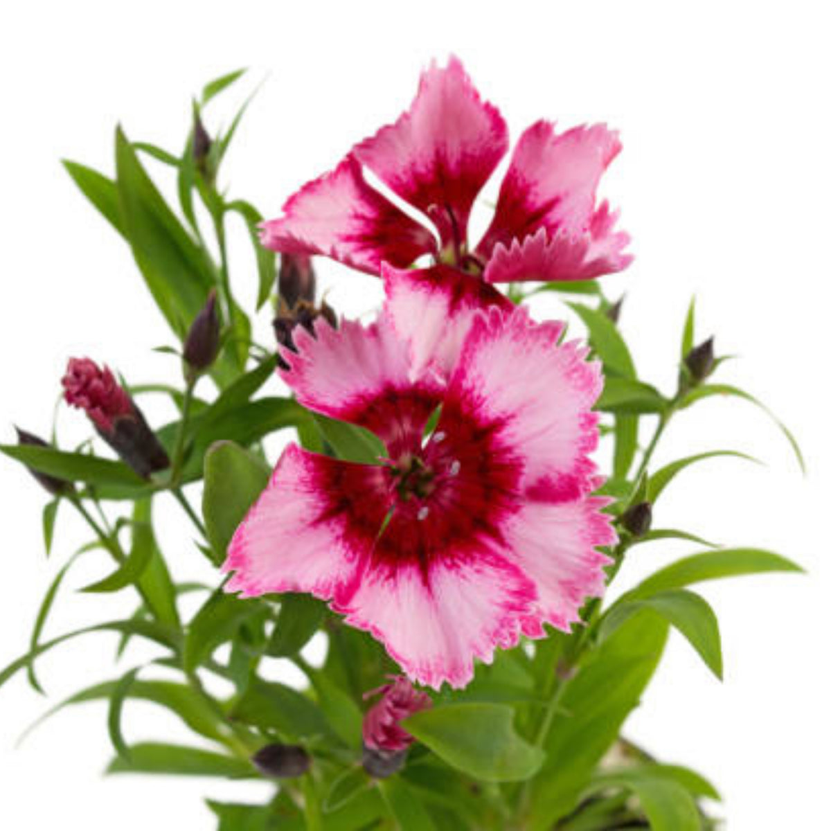 Diana Cimson Picotee Carnations Seeds - Dianthus Seeds, 30 seeds