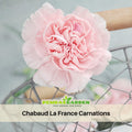 30 Chabaud La France Carnations - Authentic - Open-Pollinated - Organic - Heirloom - Flower Seeds - Mix Seeds to Plant - #ca21
