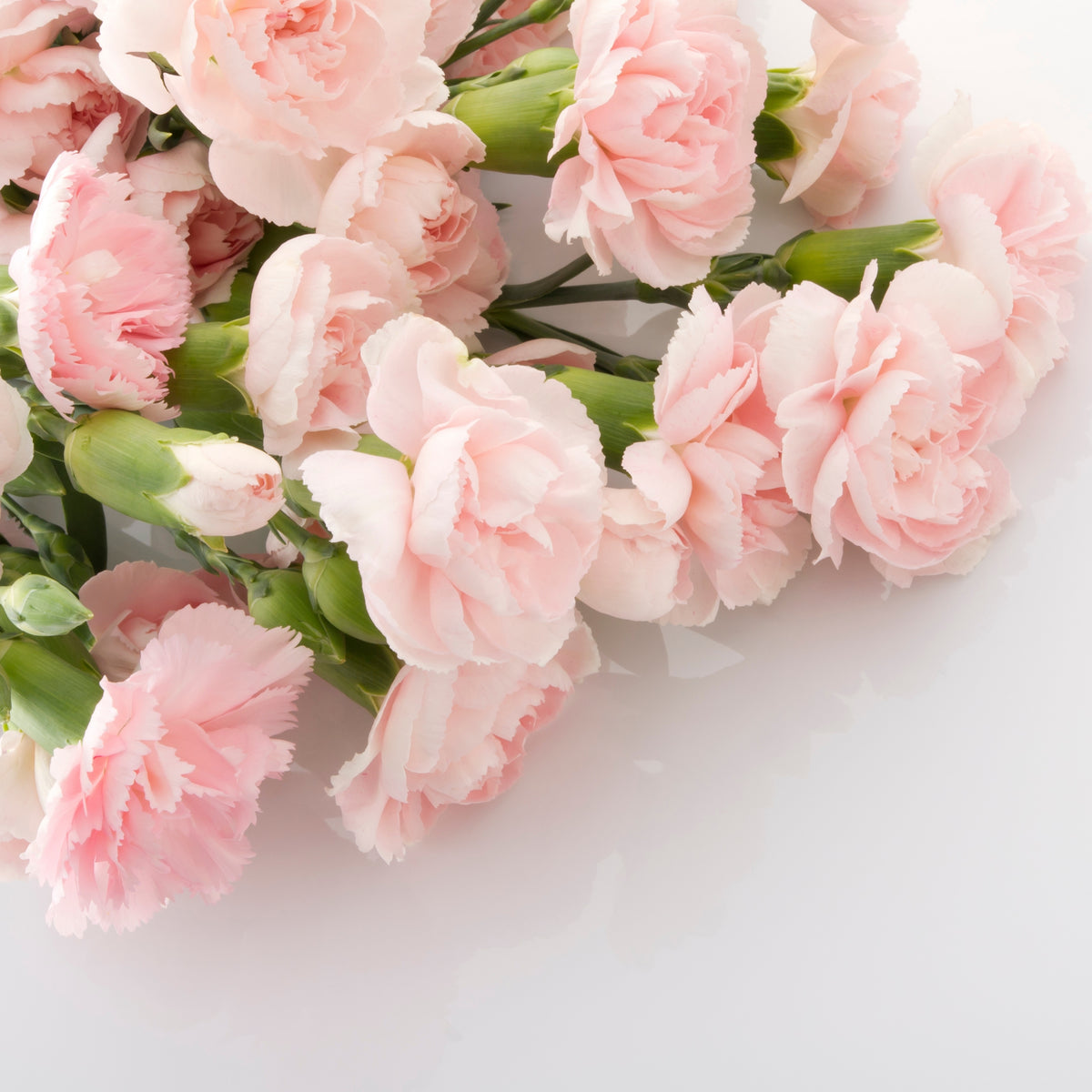 Chabaud la France Carnations Seeds, 30 seeds