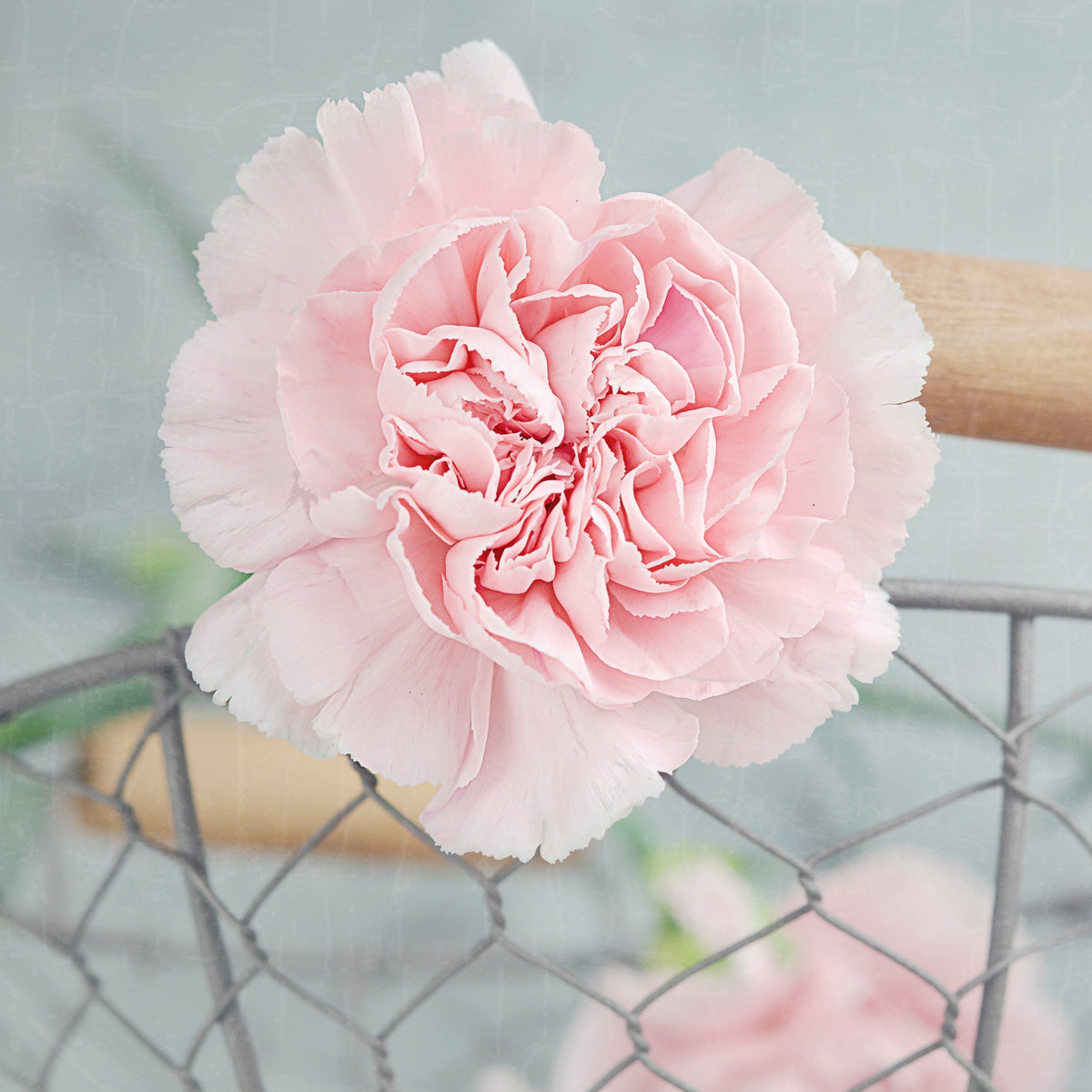 Chabaud la France Carnations Seeds, 30 seeds