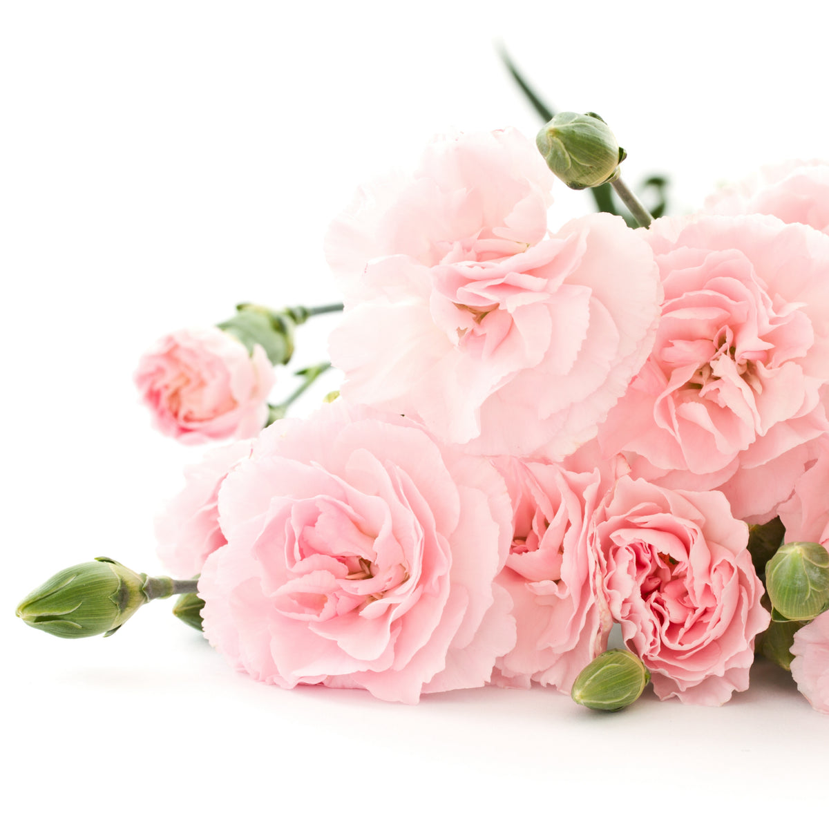 Chabaud la France Carnations Seeds, 30 seeds