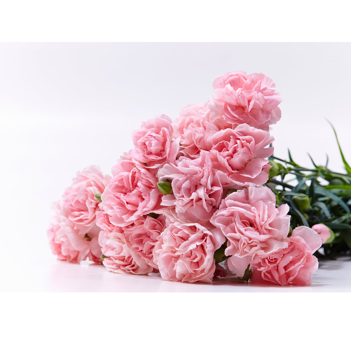 Chabaud la France Carnations Seeds, 30 seeds