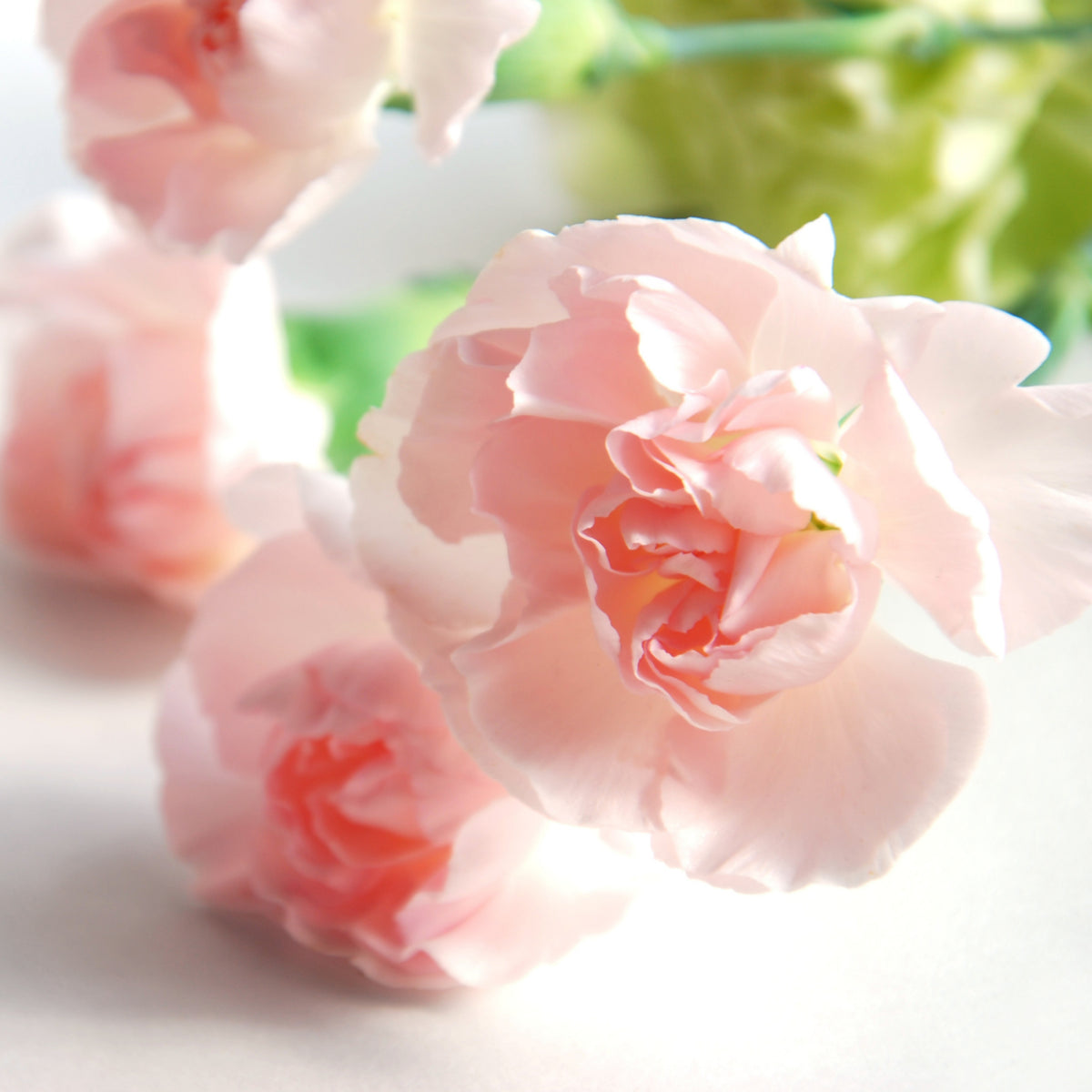 Chabaud la France Carnations Seeds, 30 seeds