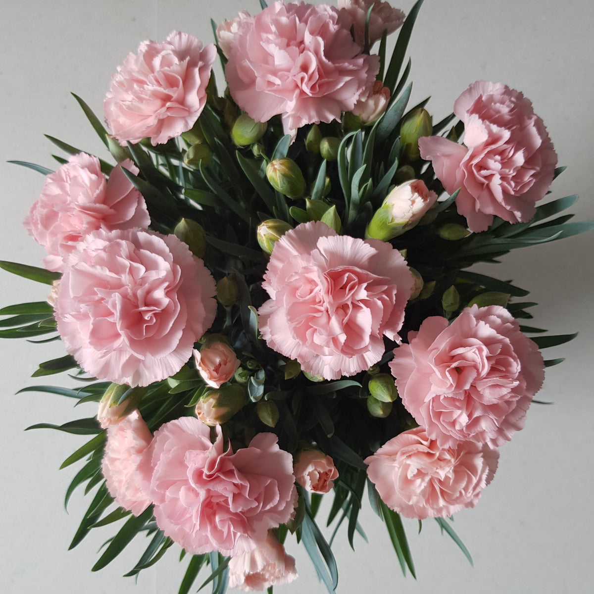 Chabaud la France Carnations Seeds, 30 seeds