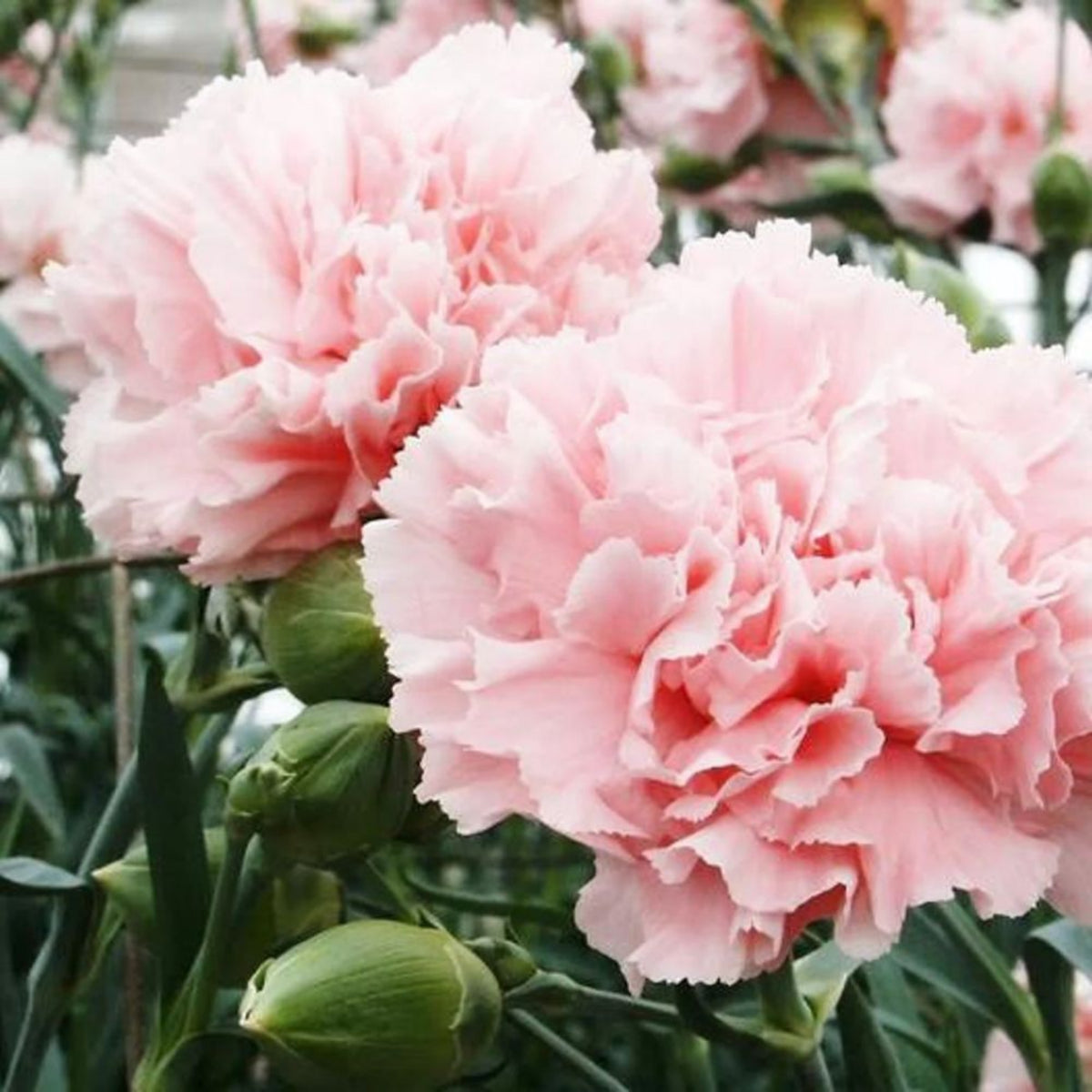 Chabaud la France Carnations Seeds, 30 seeds