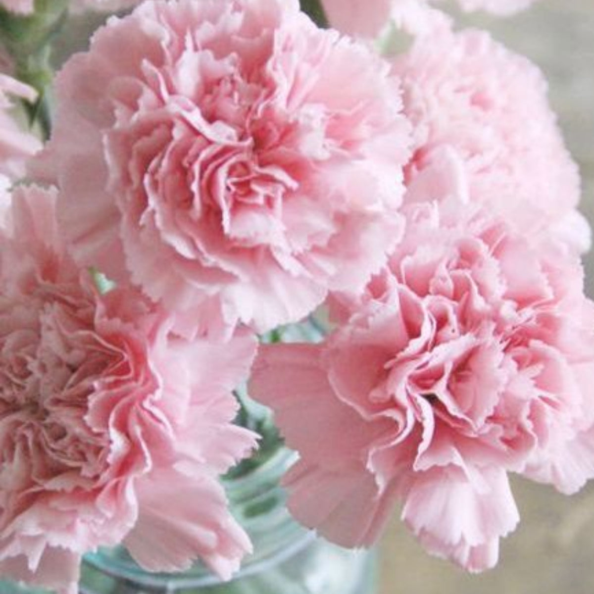 Chabaud la France Carnations Seeds, 30 seeds