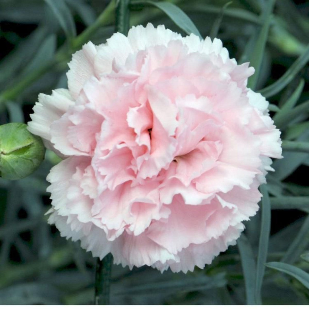Chabaud la France Carnations Seeds, 30 seeds
