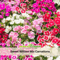 30 Sweet William Mix Carnations - Dianthus Seeds- Open-Pollinated - Organic - Heirloom - Flower Seeds - Mix Seeds to Plant - #ca22