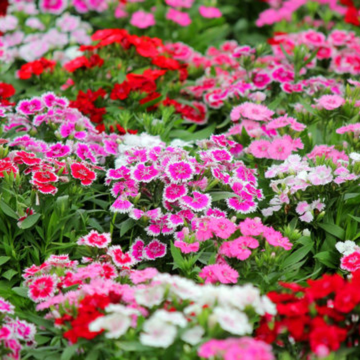 Sweet William Mix Carnations Seeds - Dianthus Seeds, 30 seeds