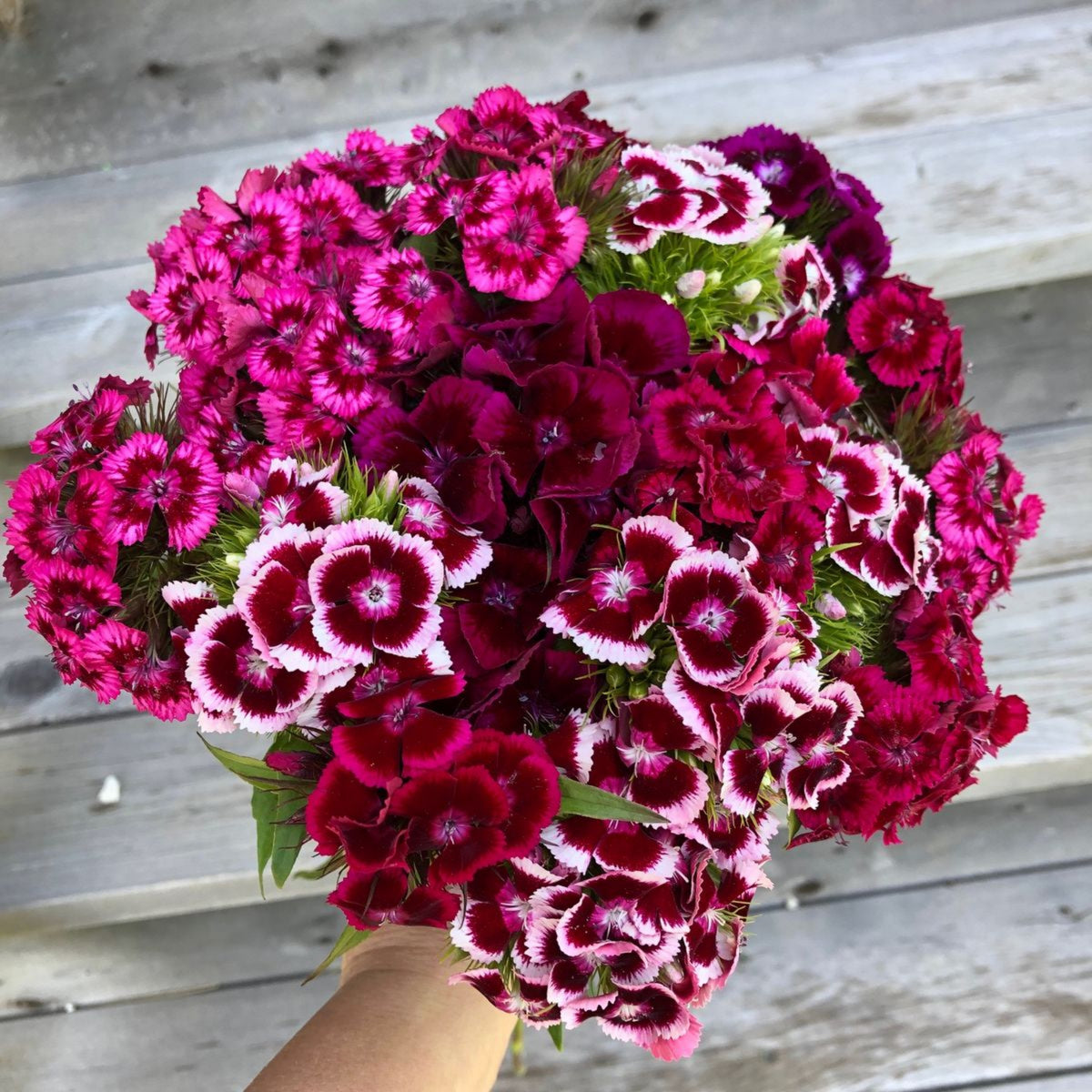 Sweet William Mix Carnations Seeds - Dianthus Seeds, 30 seeds
