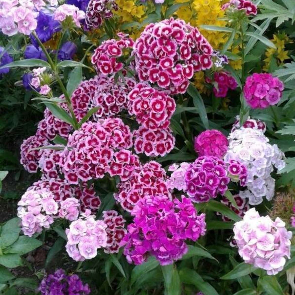 Sweet William Mix Carnations Seeds - Dianthus Seeds, 30 seeds