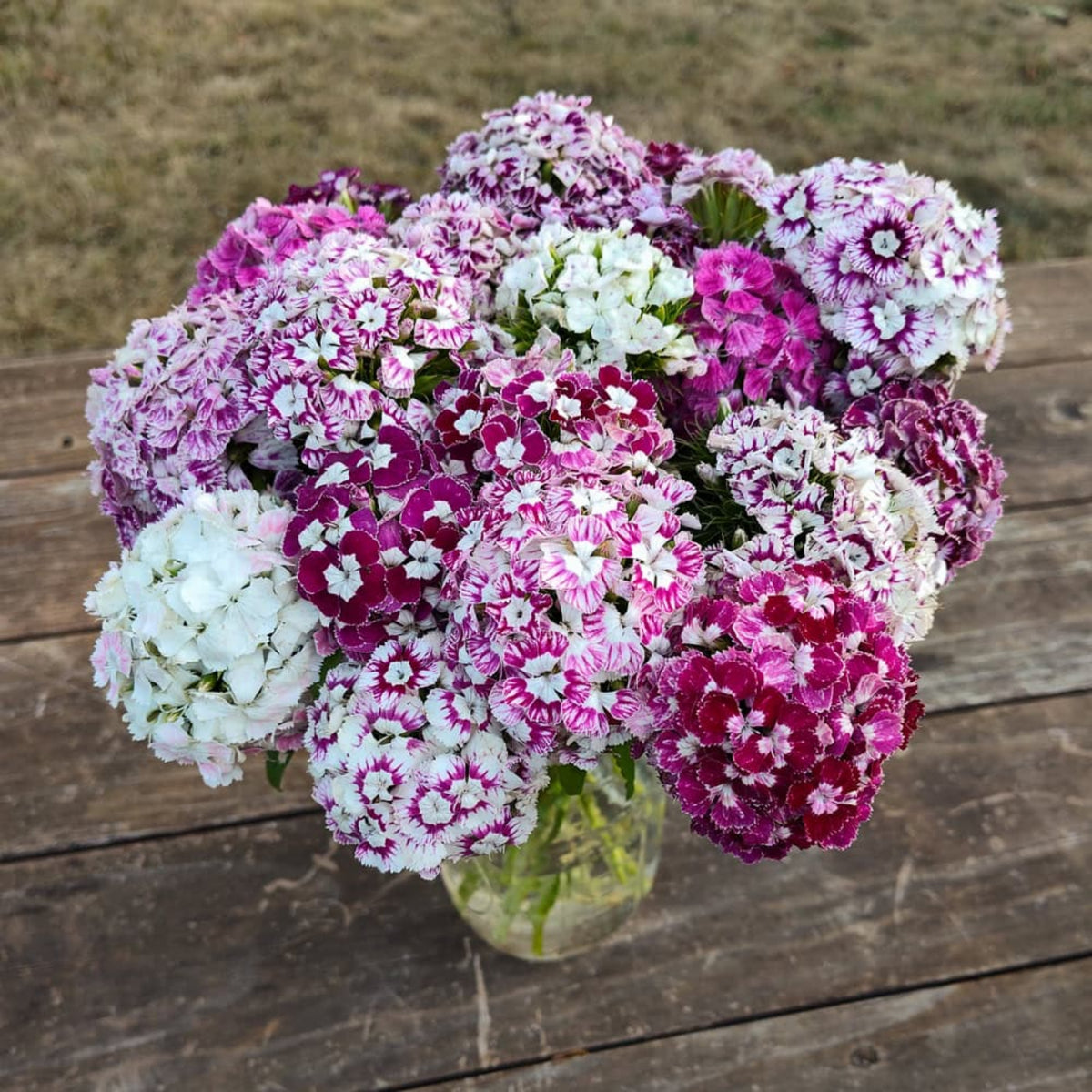 Sweet William Mix Carnations Seeds - Dianthus Seeds, 30 seeds