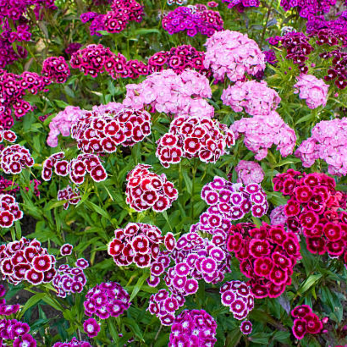 Sweet William Mix Carnations Seeds - Dianthus Seeds, 30 seeds