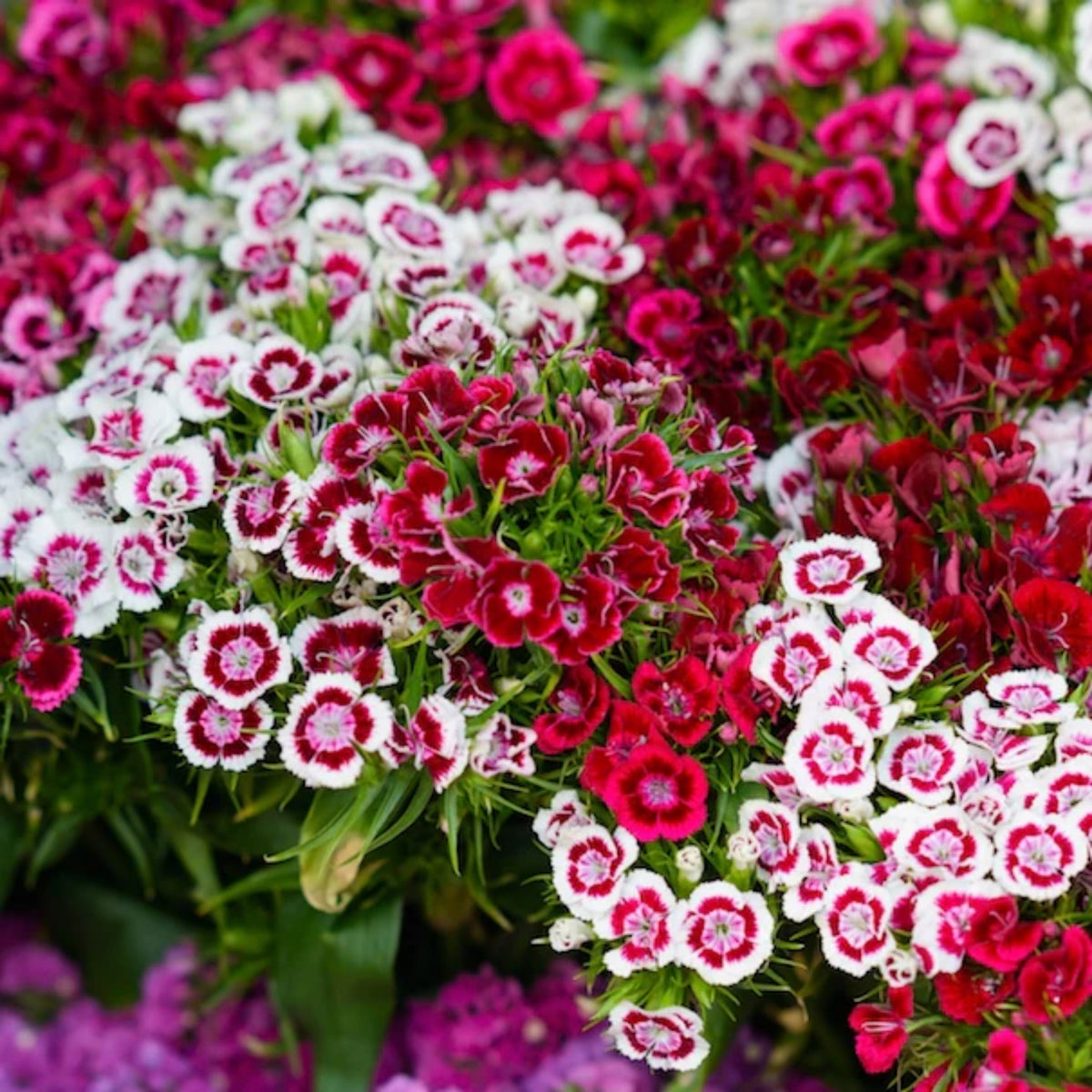 Sweet William Mix Carnations Seeds - Dianthus Seeds, 30 seeds