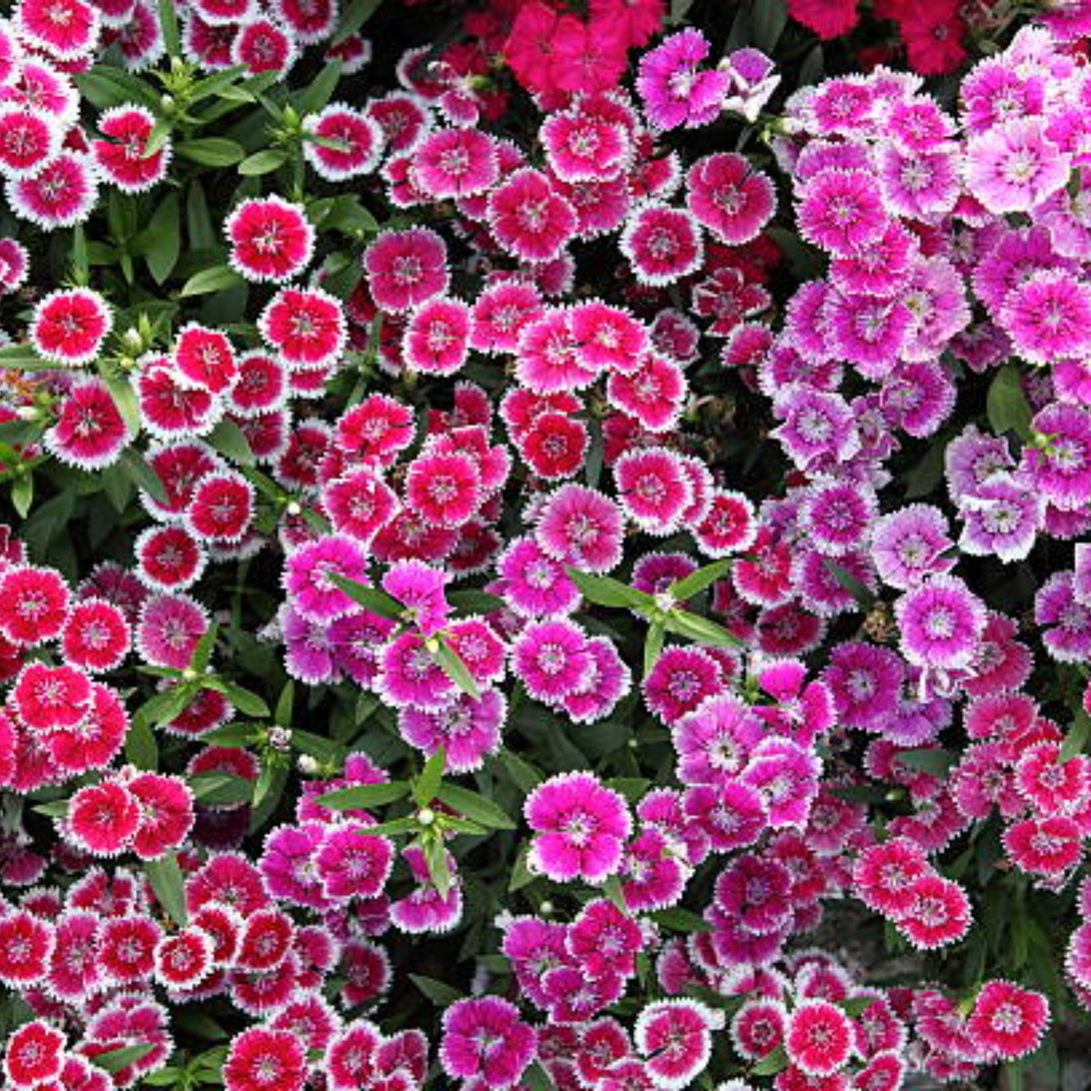 Sweet William Mix Carnations Seeds - Dianthus Seeds, 30 seeds