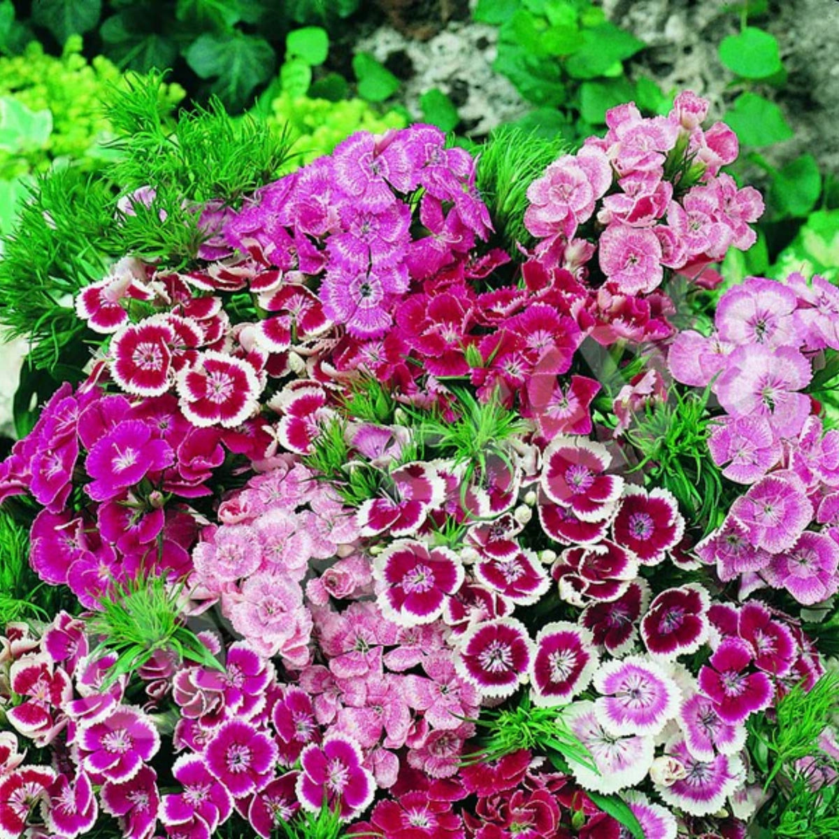 Sweet William Mix Carnations Seeds - Dianthus Seeds, 30 seeds