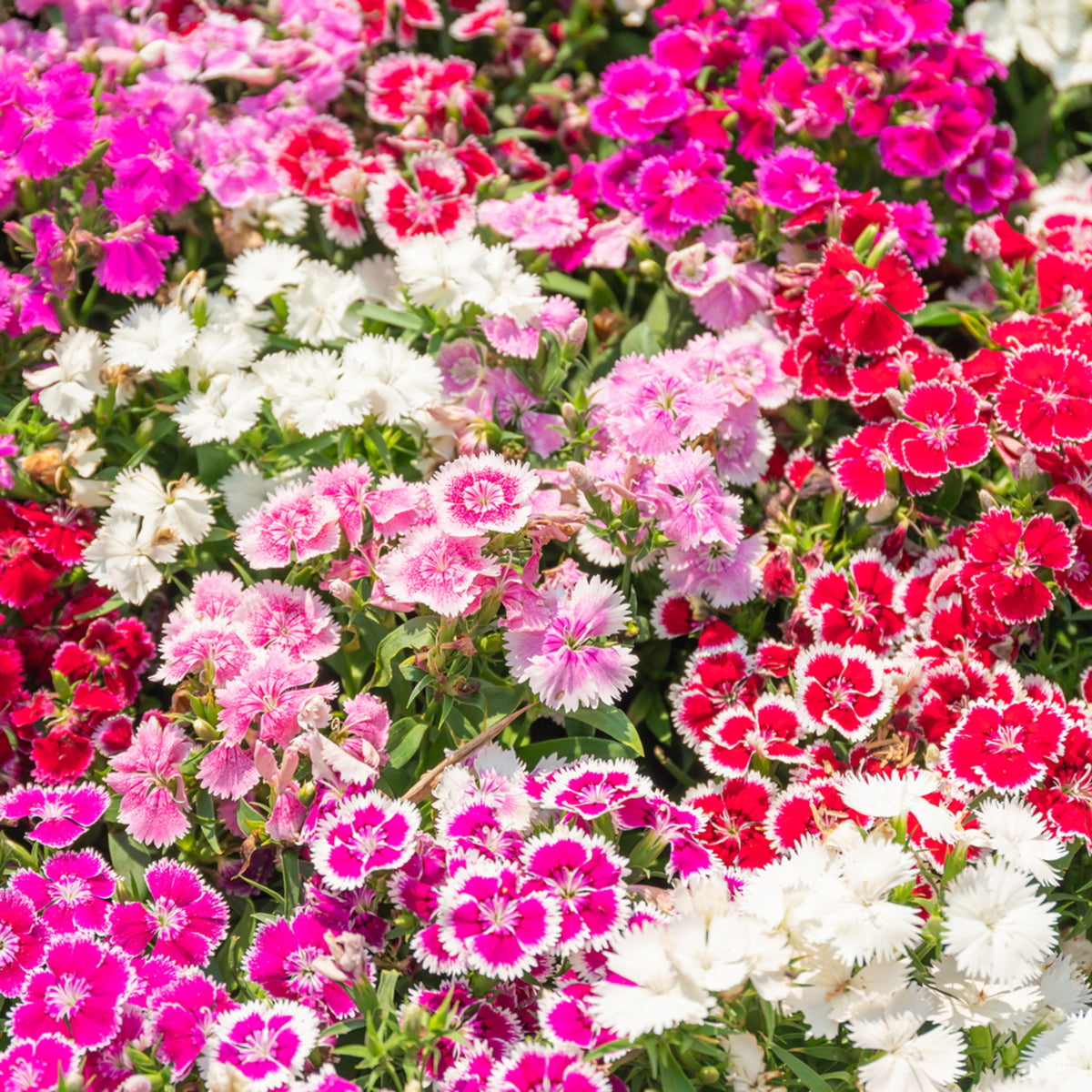 Sweet William Mix Carnations Seeds - Dianthus Seeds, 30 seeds