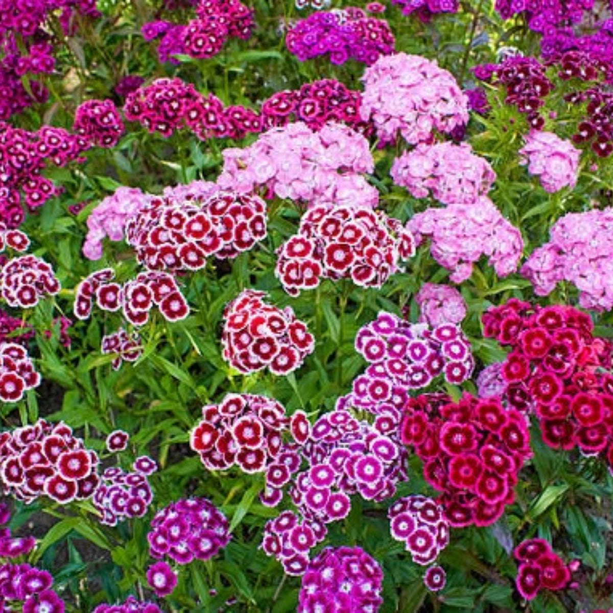 Sweet William Mix Carnations Seeds - Dianthus Seeds, 30 seeds