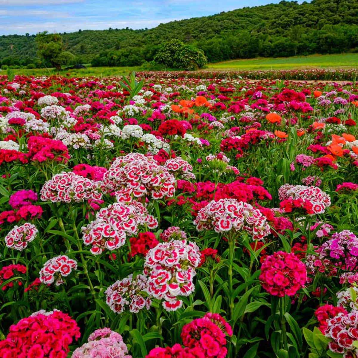 Sweet William Mix Carnations Seeds - Dianthus Seeds, 30 seeds