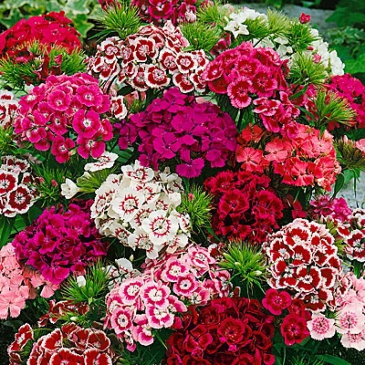 Sweet William Mix Carnations Seeds - Dianthus Seeds, 30 seeds