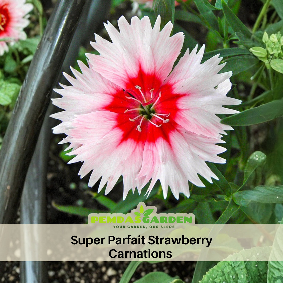 Super Parfait Strawberry Carnations Seeds - Dianthus Seeds, 30 seeds