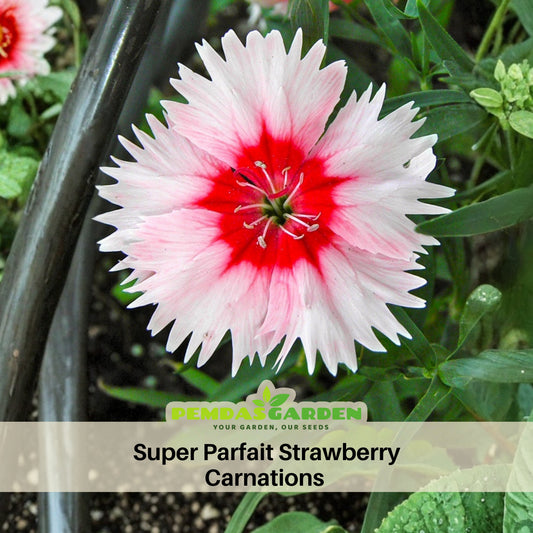 Super Parfait Strawberry Carnations Seeds - Dianthus Seeds, 30 seeds