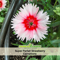 30 Super Parfait Strawberry Carnations - Dianthus Seeds - Open-Pollinated - Organic - Heirloom - Flower Seeds - Mix Seeds to Plant - ##ca24