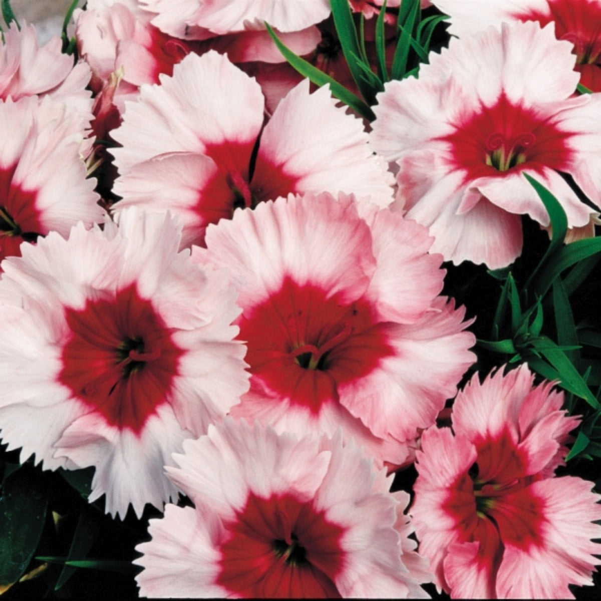 Super Parfait Strawberry Carnations Seeds - Dianthus Seeds, 30 seeds