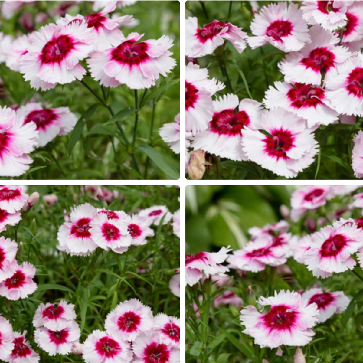 Super Parfait Strawberry Carnations Seeds - Dianthus Seeds, 30 seeds