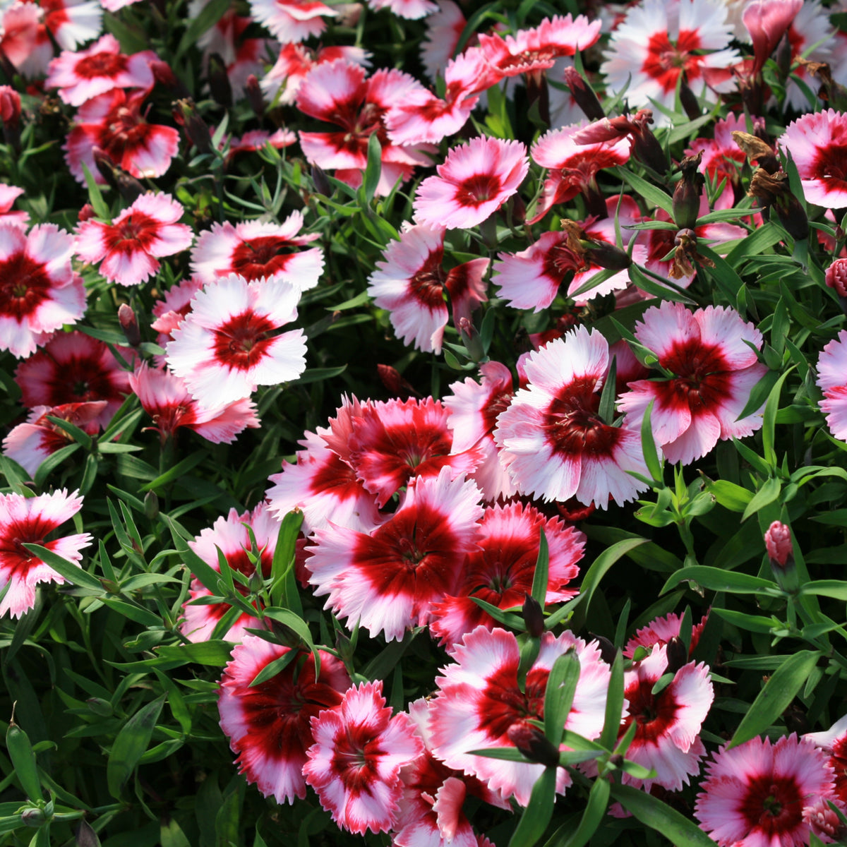 Super Parfait Strawberry Carnations Seeds - Dianthus Seeds, 30 seeds