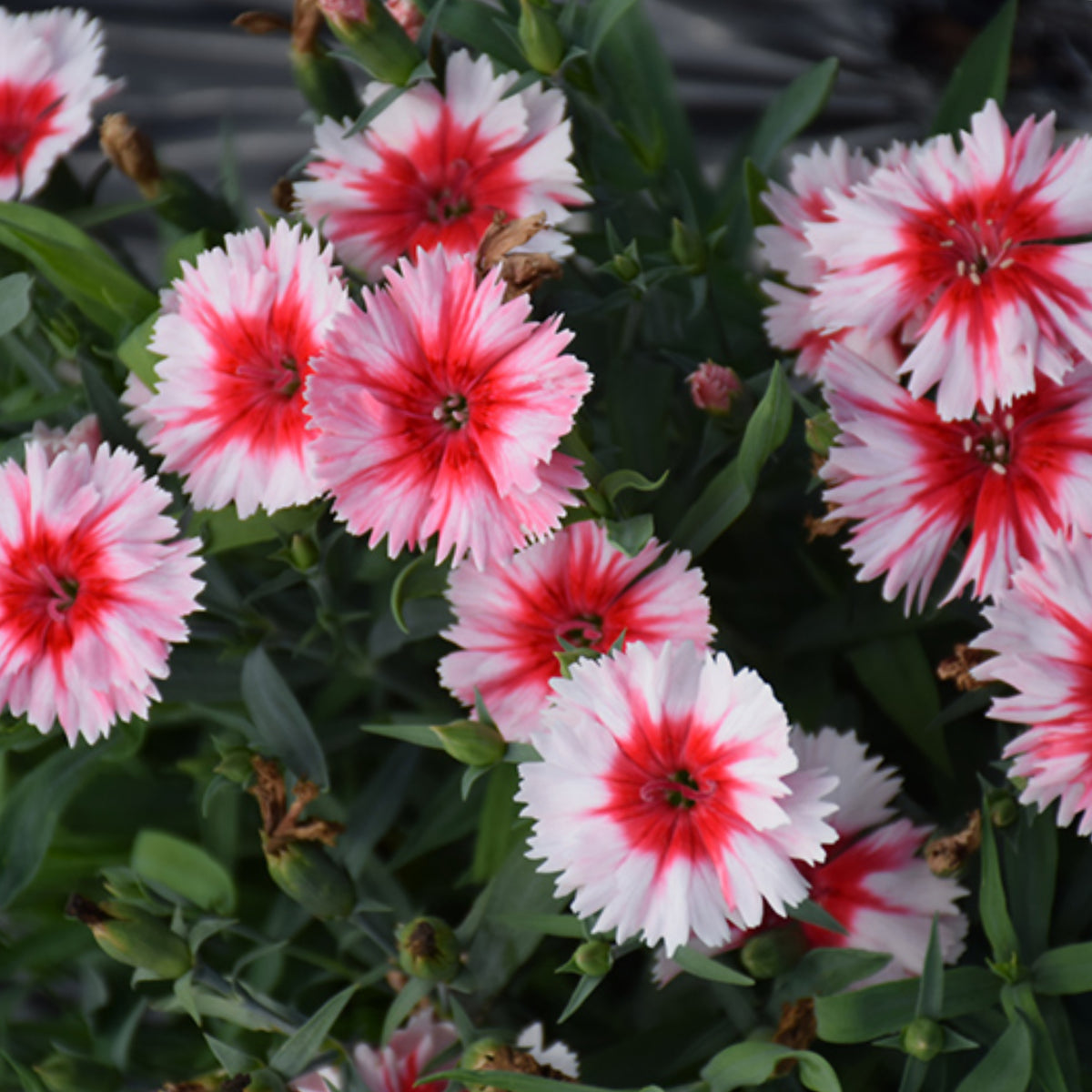 Super Parfait Strawberry Carnations Seeds - Dianthus Seeds, 30 seeds