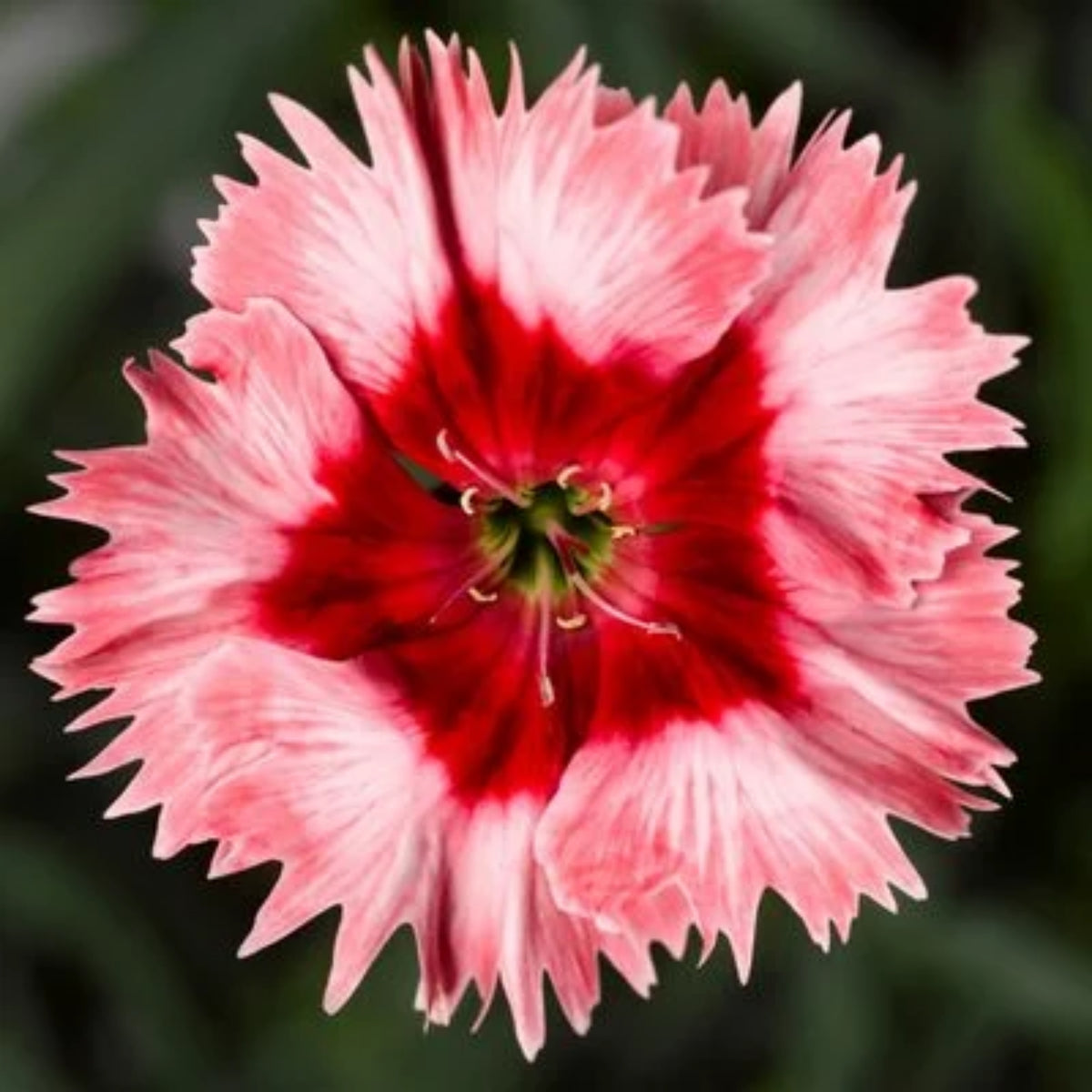 Super Parfait Strawberry Carnations Seeds - Dianthus Seeds, 30 seeds