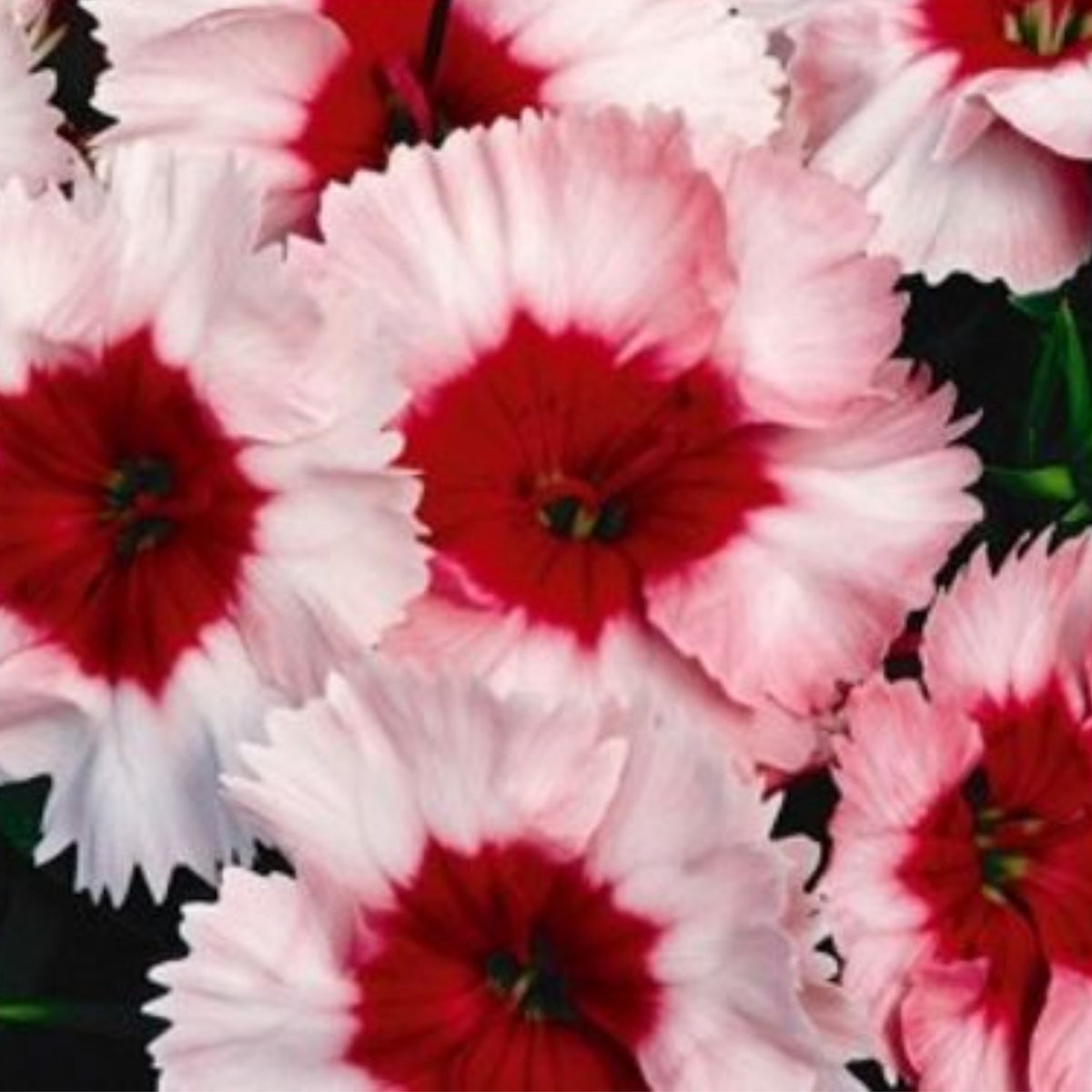 Super Parfait Strawberry Carnations Seeds - Dianthus Seeds, 30 seeds