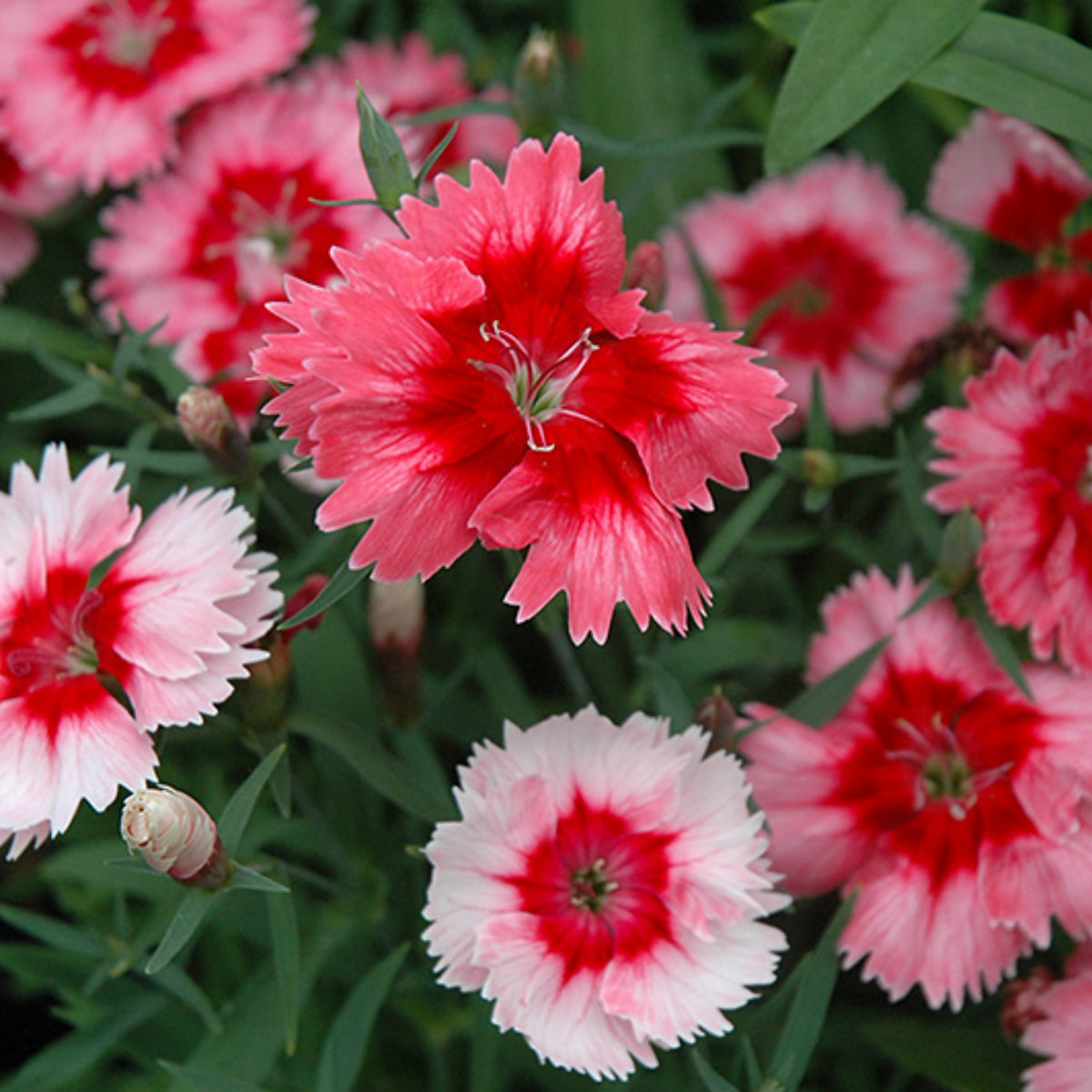 Super Parfait Strawberry Carnations Seeds - Dianthus Seeds, 30 seeds