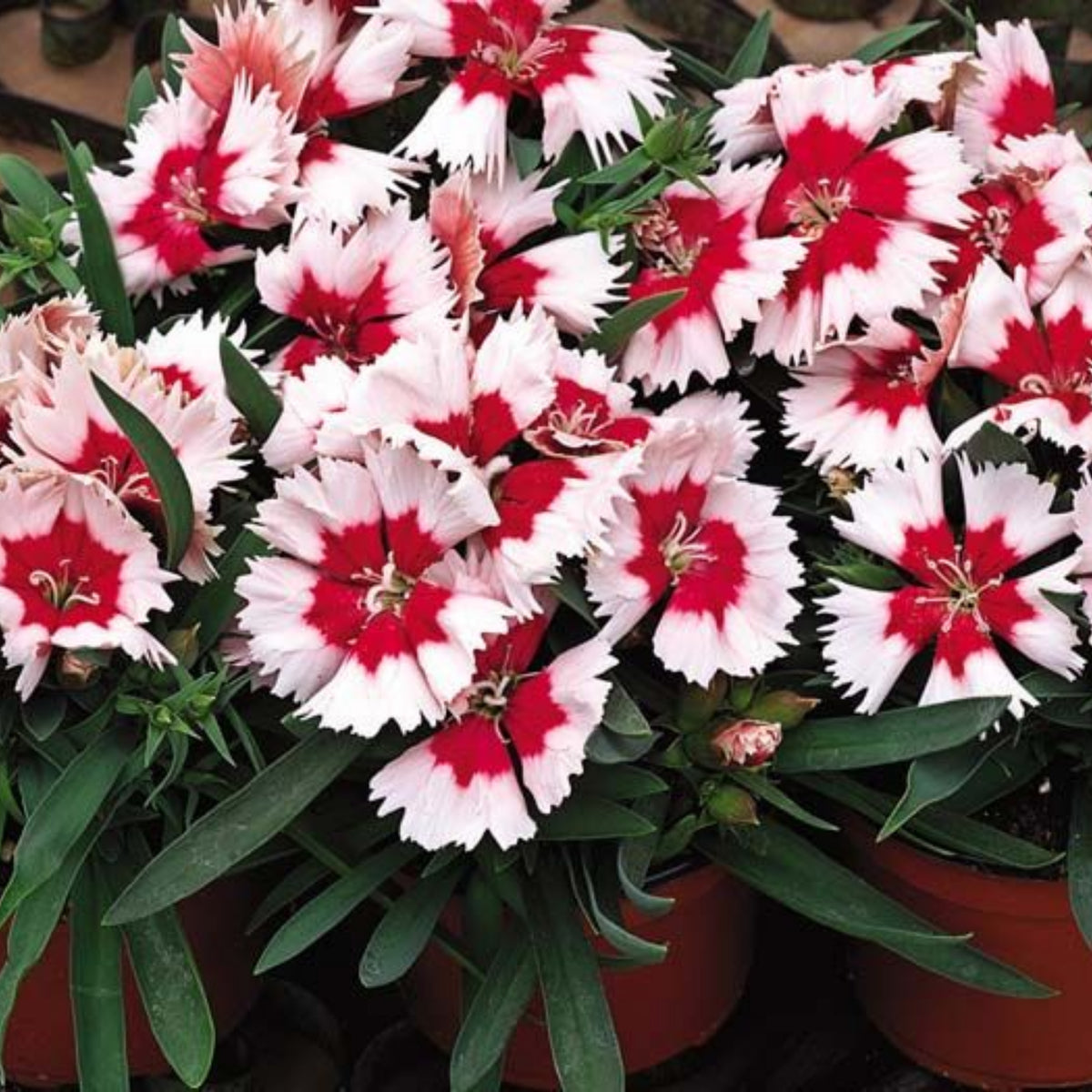 Super Parfait Strawberry Carnations Seeds - Dianthus Seeds, 30 seeds