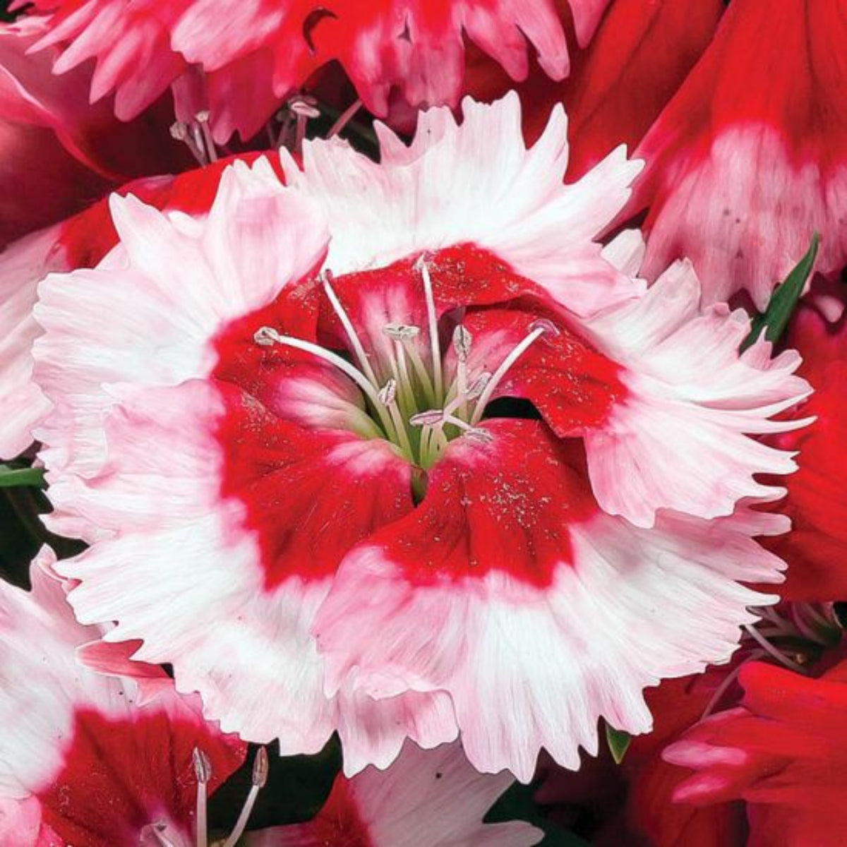 Super Parfait Strawberry Carnations Seeds - Dianthus Seeds, 30 seeds